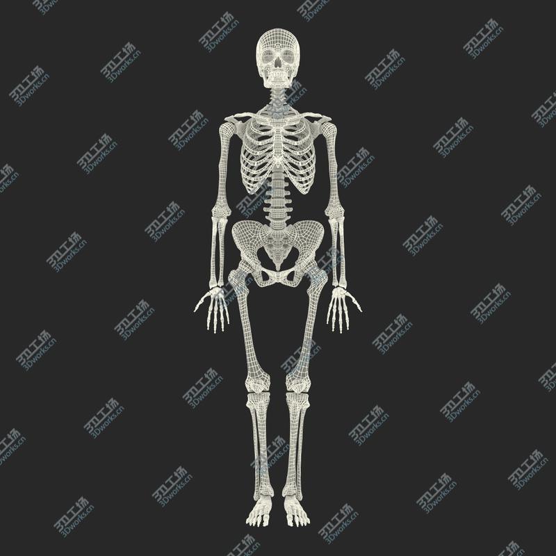 images/goods_img/20210114/Human Female Skeleton/4.jpg
